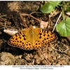 argynnis alexandra iran male b